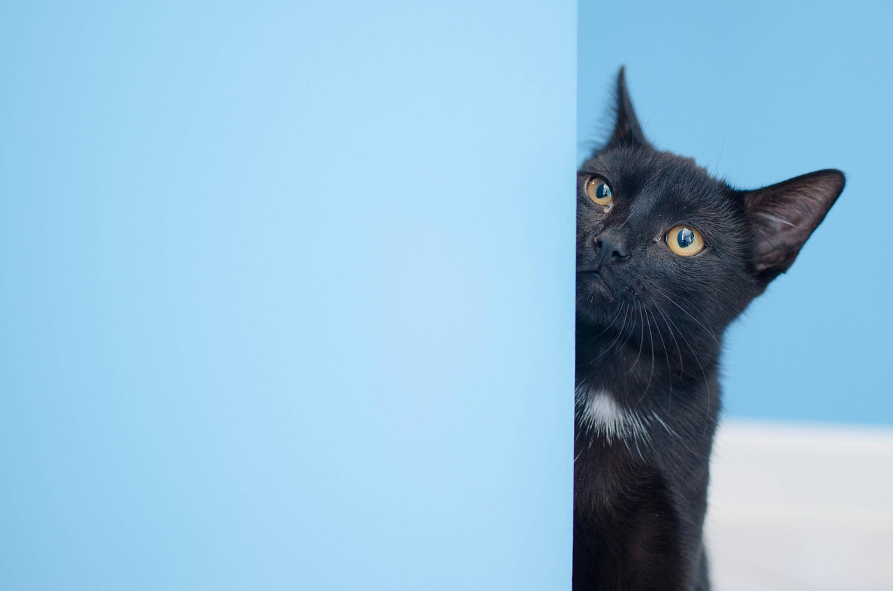 猫途最新探索，揭开猫咪新世界的神秘面纱